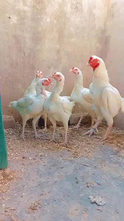 shamo | white / black shamo | king shamo chicks | patha / pathi |aseel — photo 11