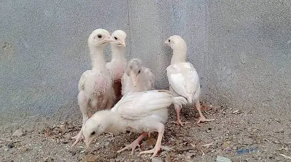 shamo | white / black shamo | king shamo chicks | patha / pathi |aseel — photo 12