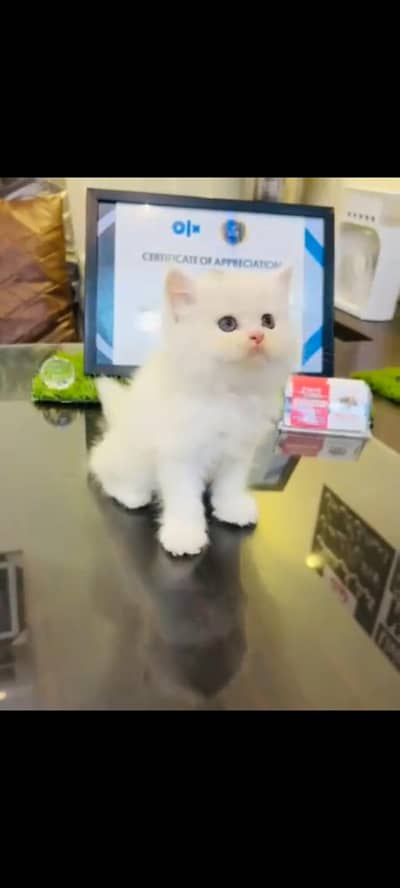 persian cat for sale MywatsapppNumber 0309-37-13-771