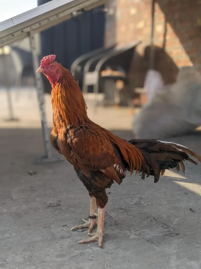 Mianwali aseel murga — photo 2