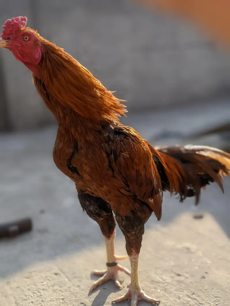 Mianwali aseel murga — photo 3