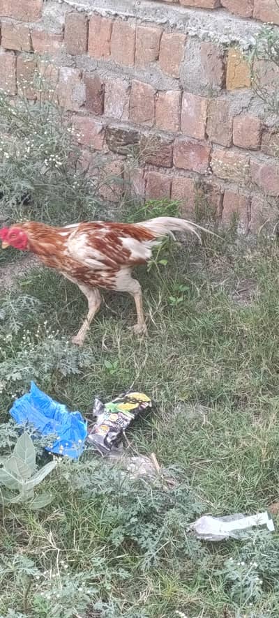 Pure Aseel Pair For Sale 7 male and 1 female