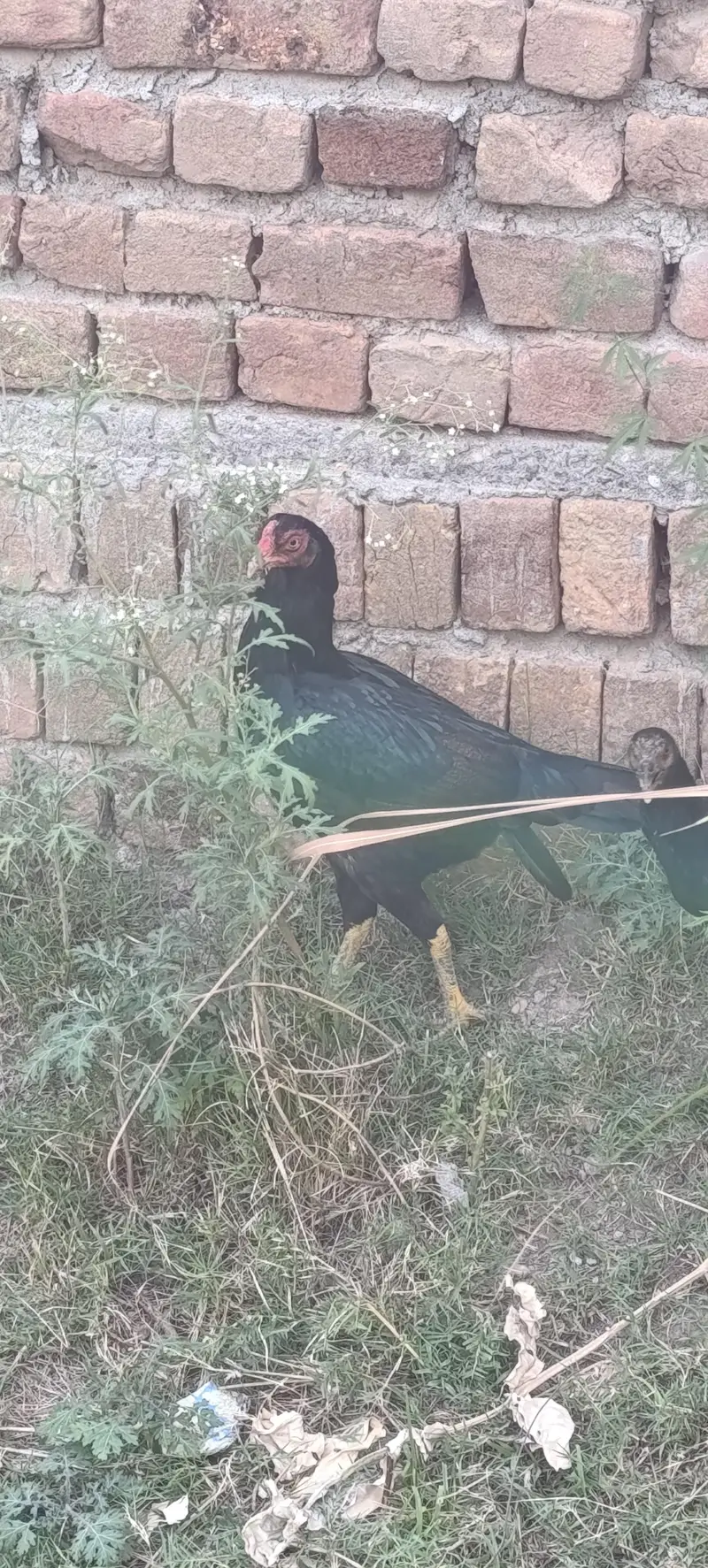 Pure Aseel Pair For Sale 7 male and 1 female — photo 3