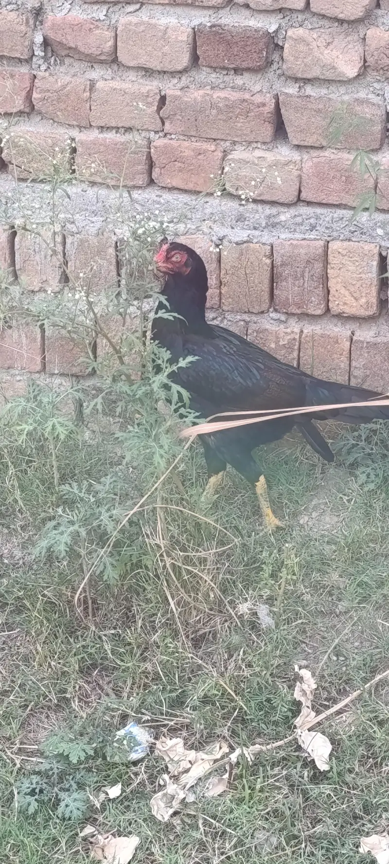 Pure Aseel Pair For Sale 7 male and 1 female — photo 4