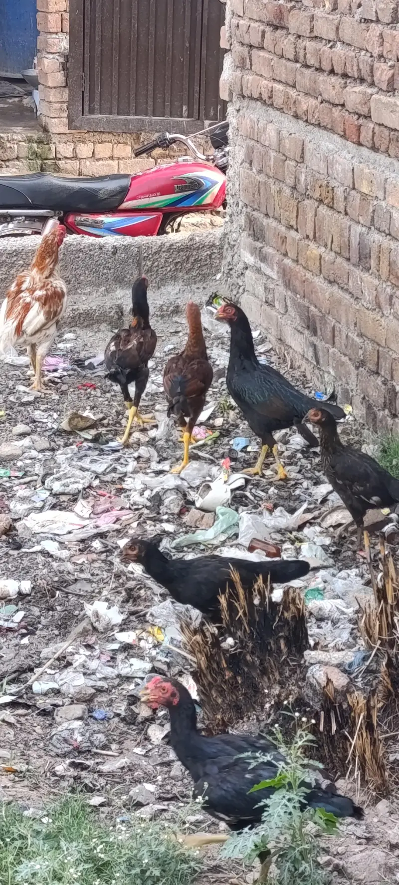 Pure Aseel Pair For Sale 7 male and 1 female — photo 5