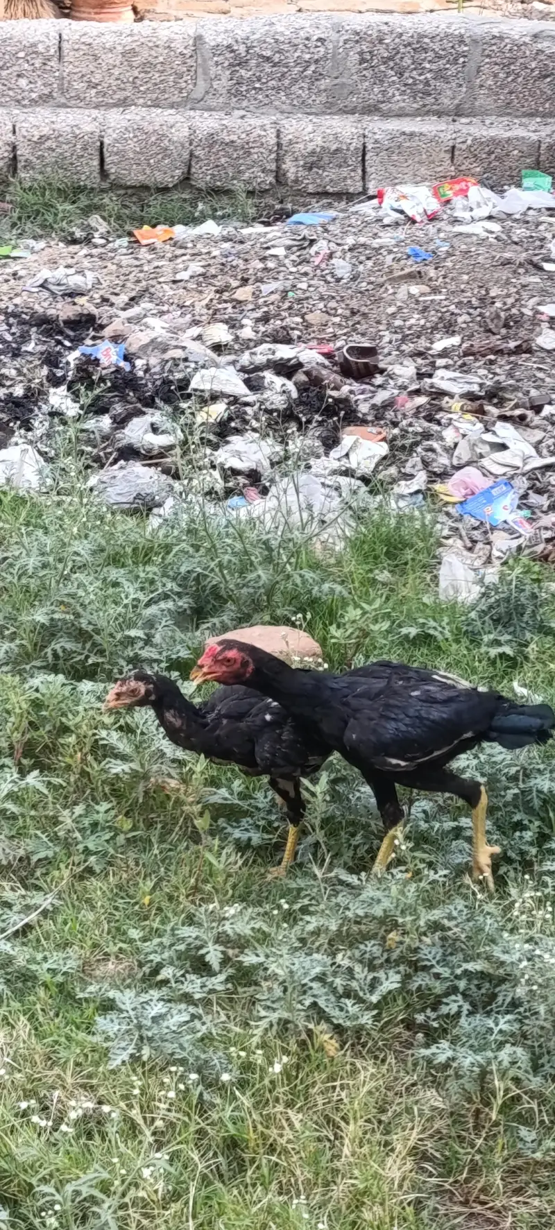 Pure Aseel Pair For Sale 7 male and 1 female — photo 6