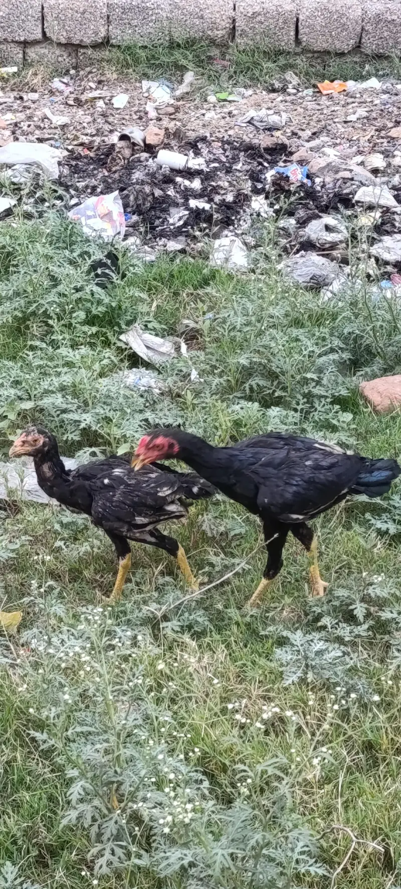 Pure Aseel Pair For Sale 7 male and 1 female — photo 7