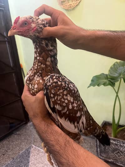 high quality aseel breeder 4 madia
