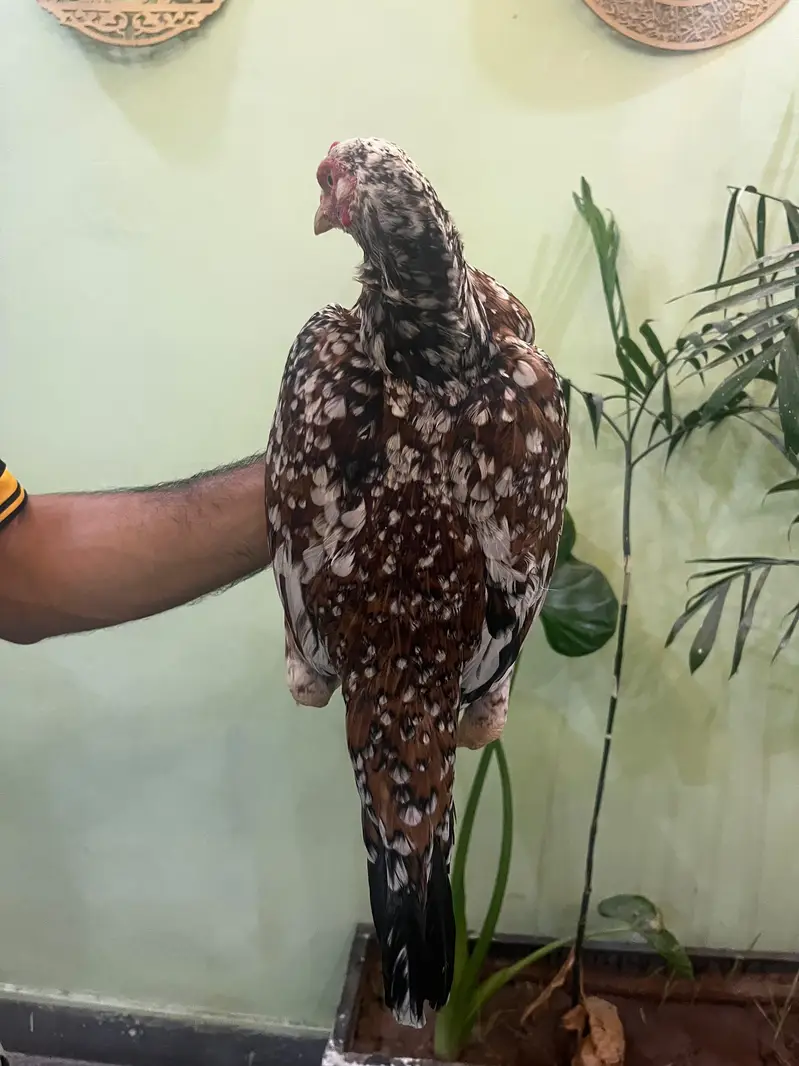 high quality aseel breeder 4 madia — photo 2