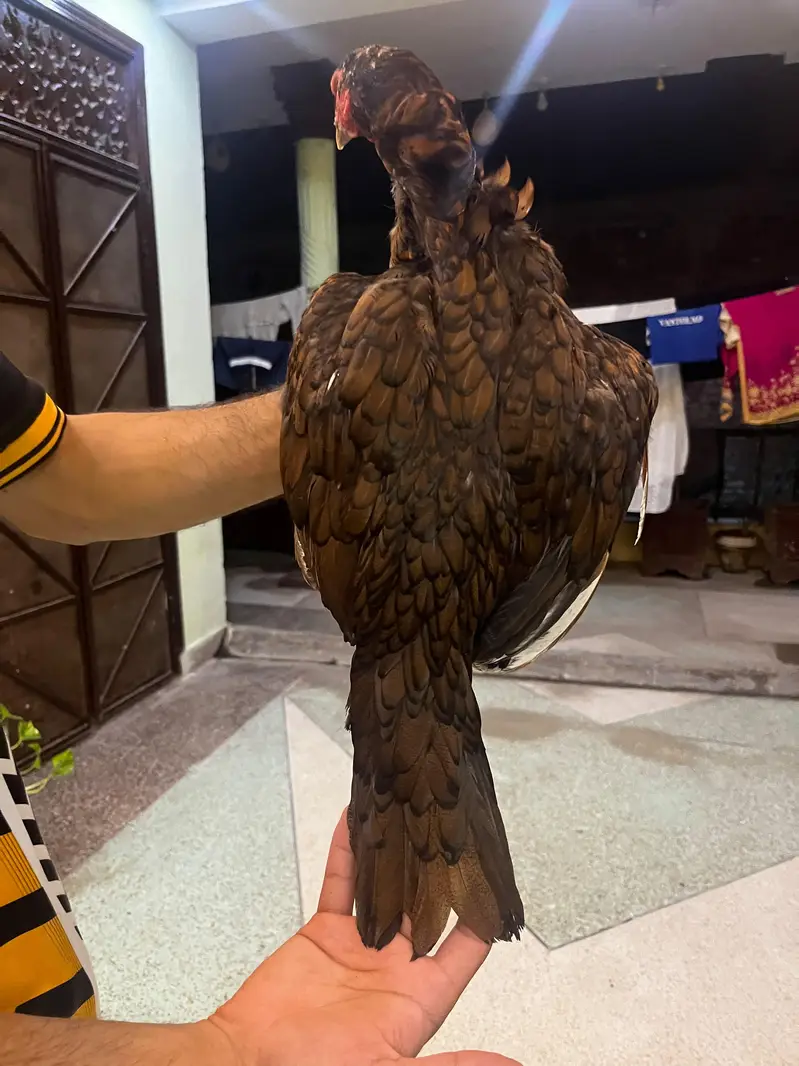 high quality aseel breeder 4 madia — photo 3