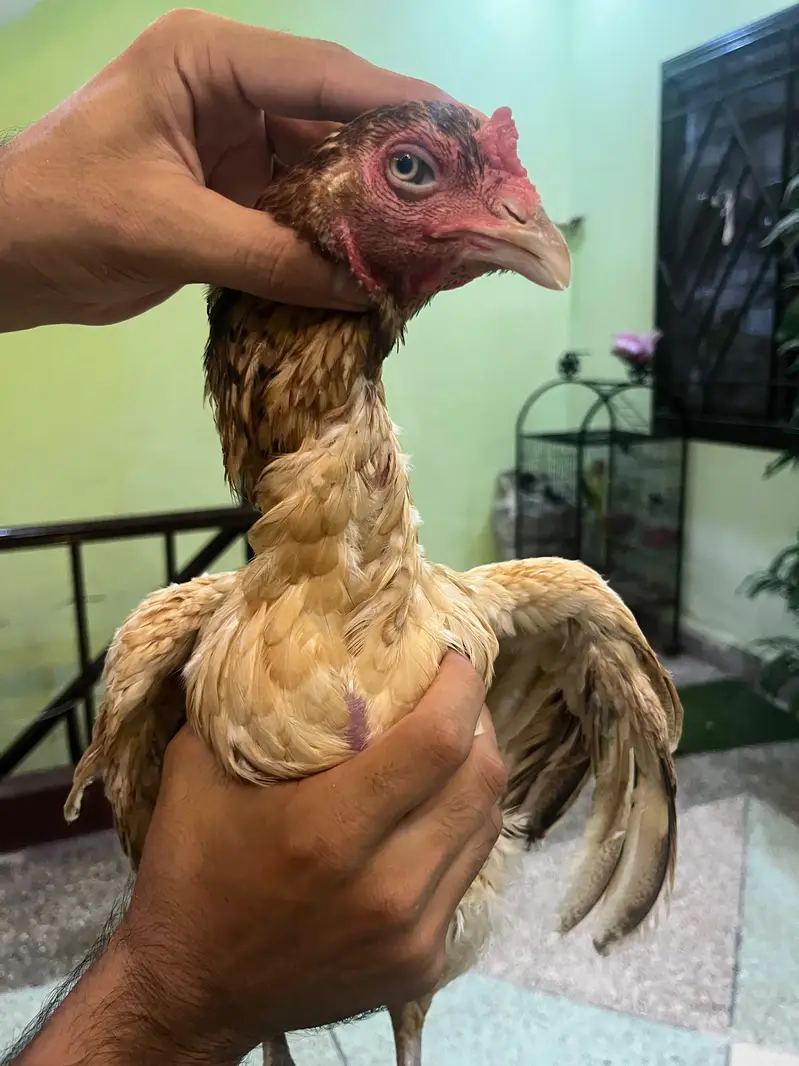 high quality aseel breeder 4 madia — photo 5