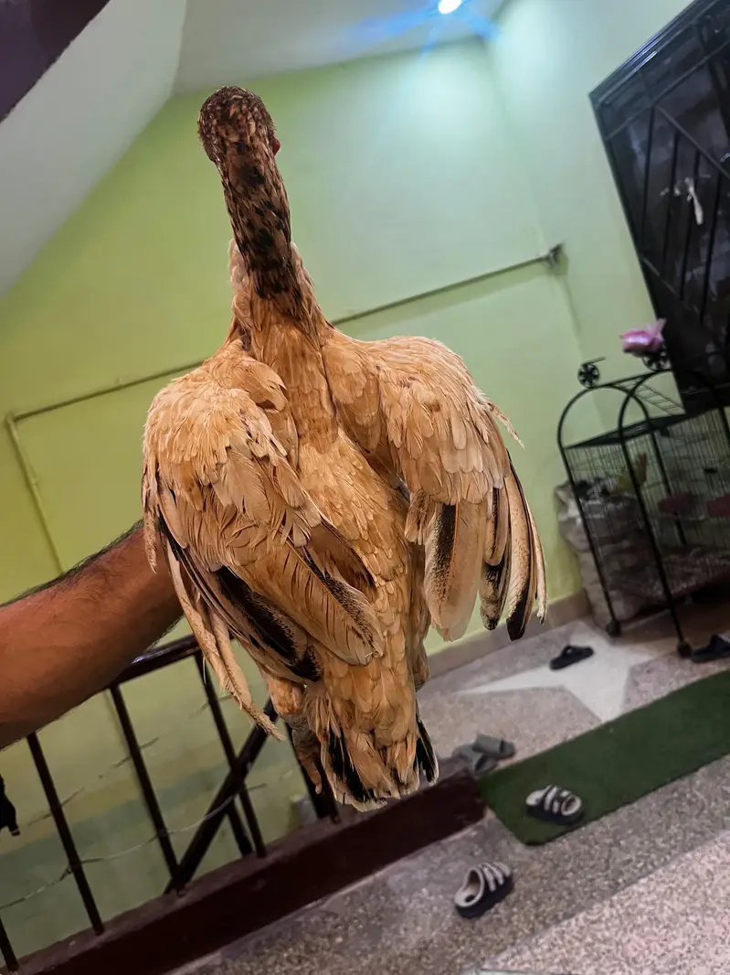 high quality aseel breeder 4 madia — photo 6