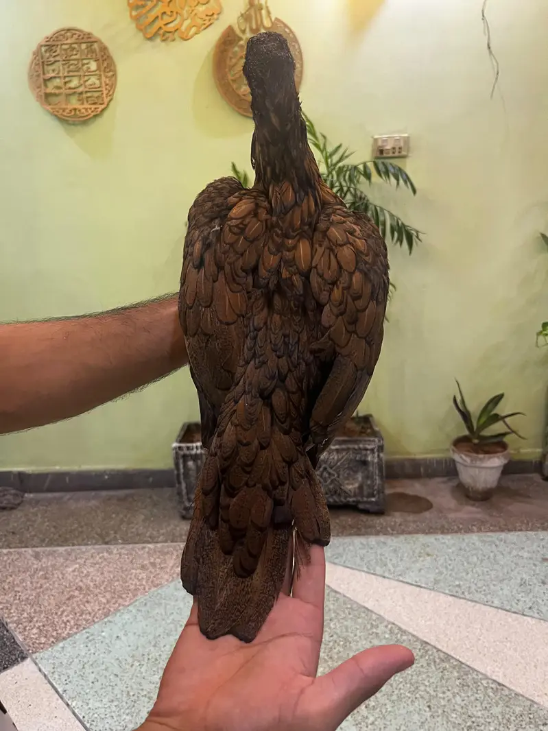 high quality aseel breeder 4 madia — photo 7