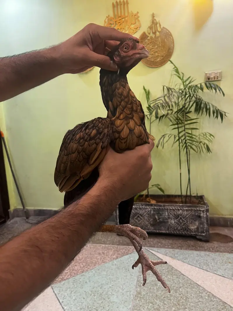 high quality aseel breeder 4 madia — photo 8