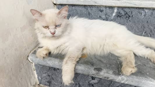Cat with triple coated