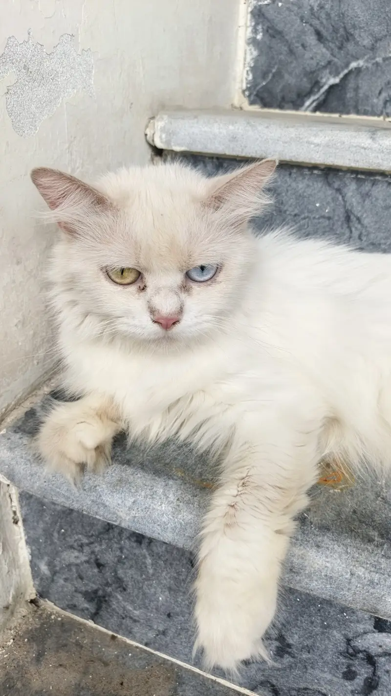 Cat with triple coated — photo 2