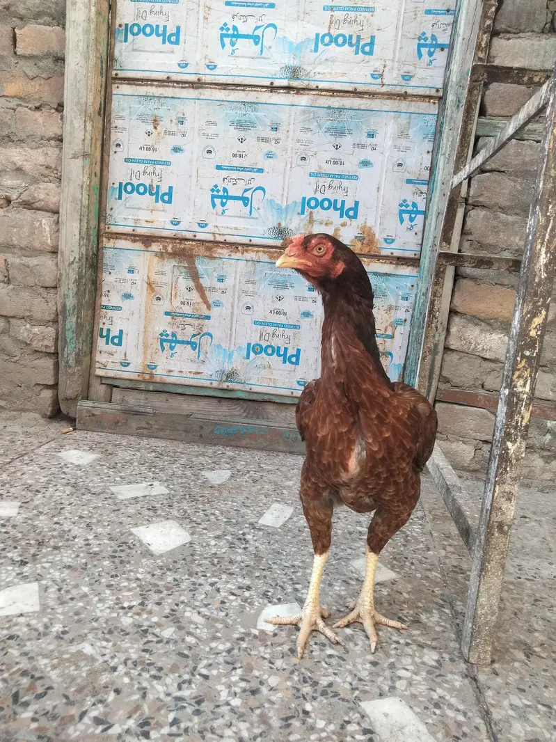 Aseel Mianwali, lasani, cheeni female. Aseel Mianwali, lasani male. — photo 2