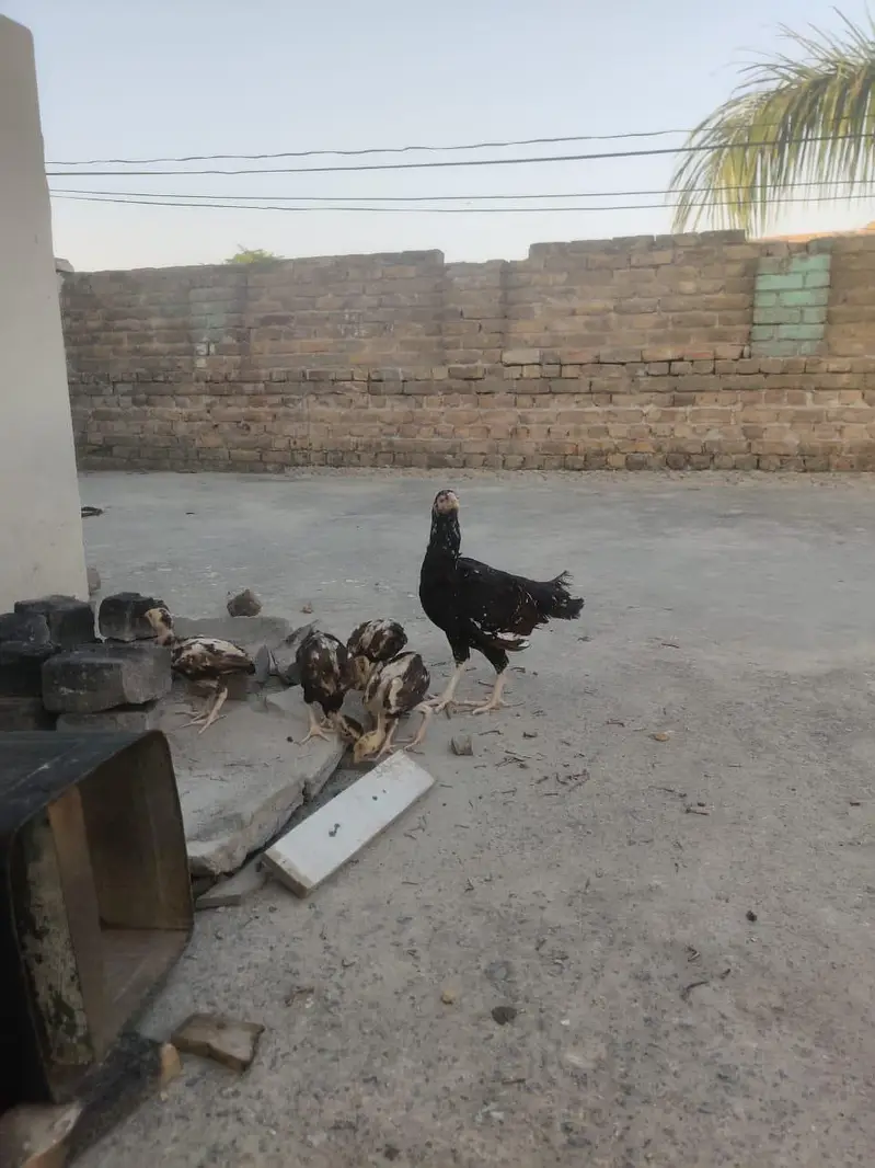 Aseel Mianwali, lasani, cheeni female. Aseel Mianwali, lasani male. — photo 7