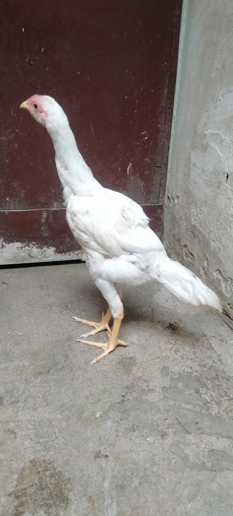 2 heeray betay — photo 3