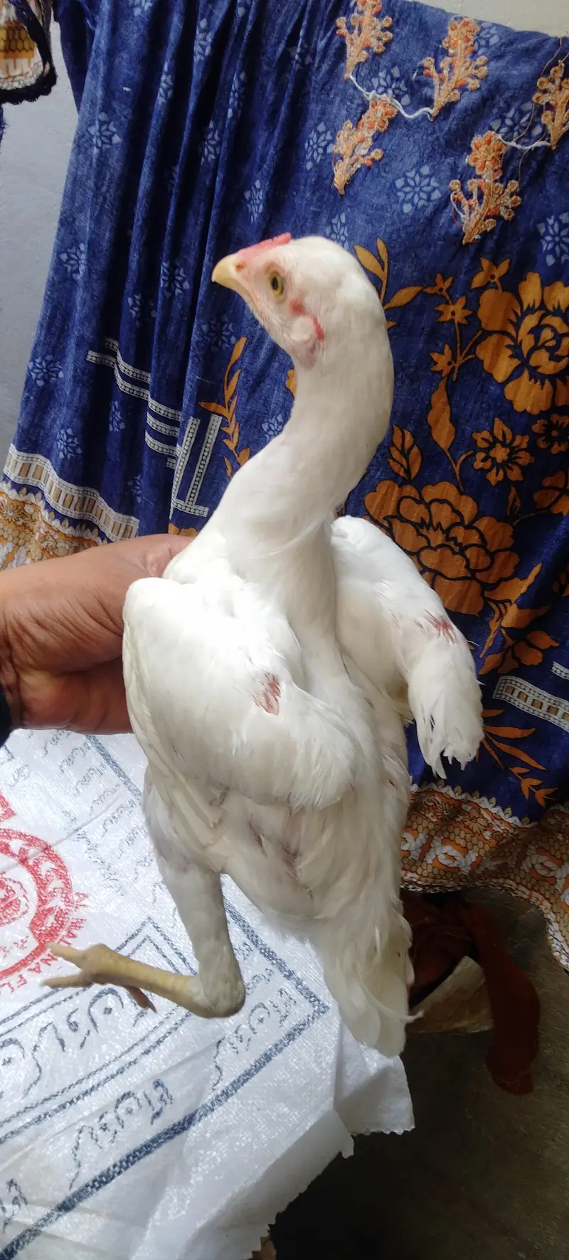 2 heeray betay — photo 4