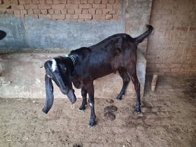 bakry for sale