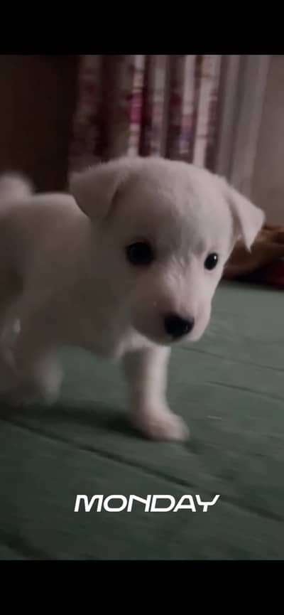 SPITZ