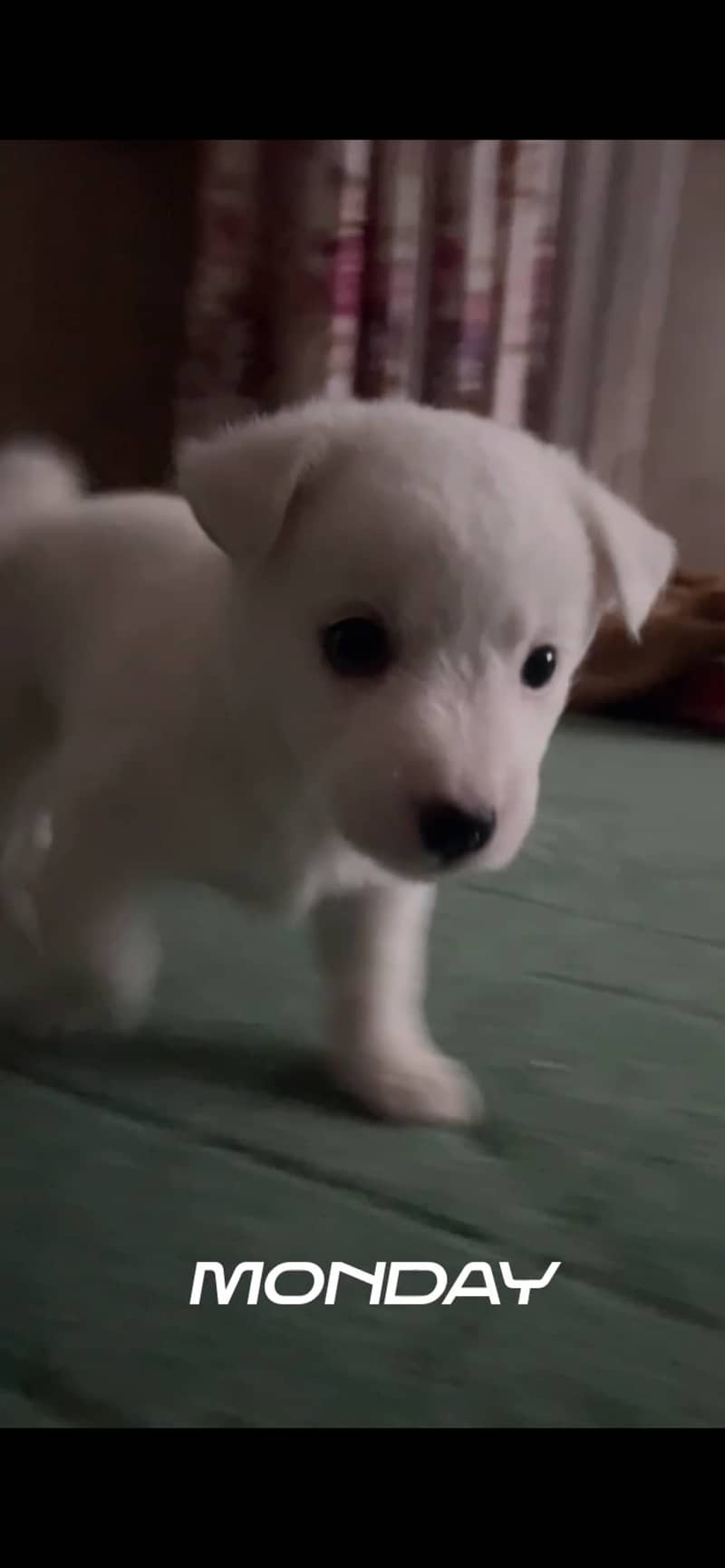SPITZ 0