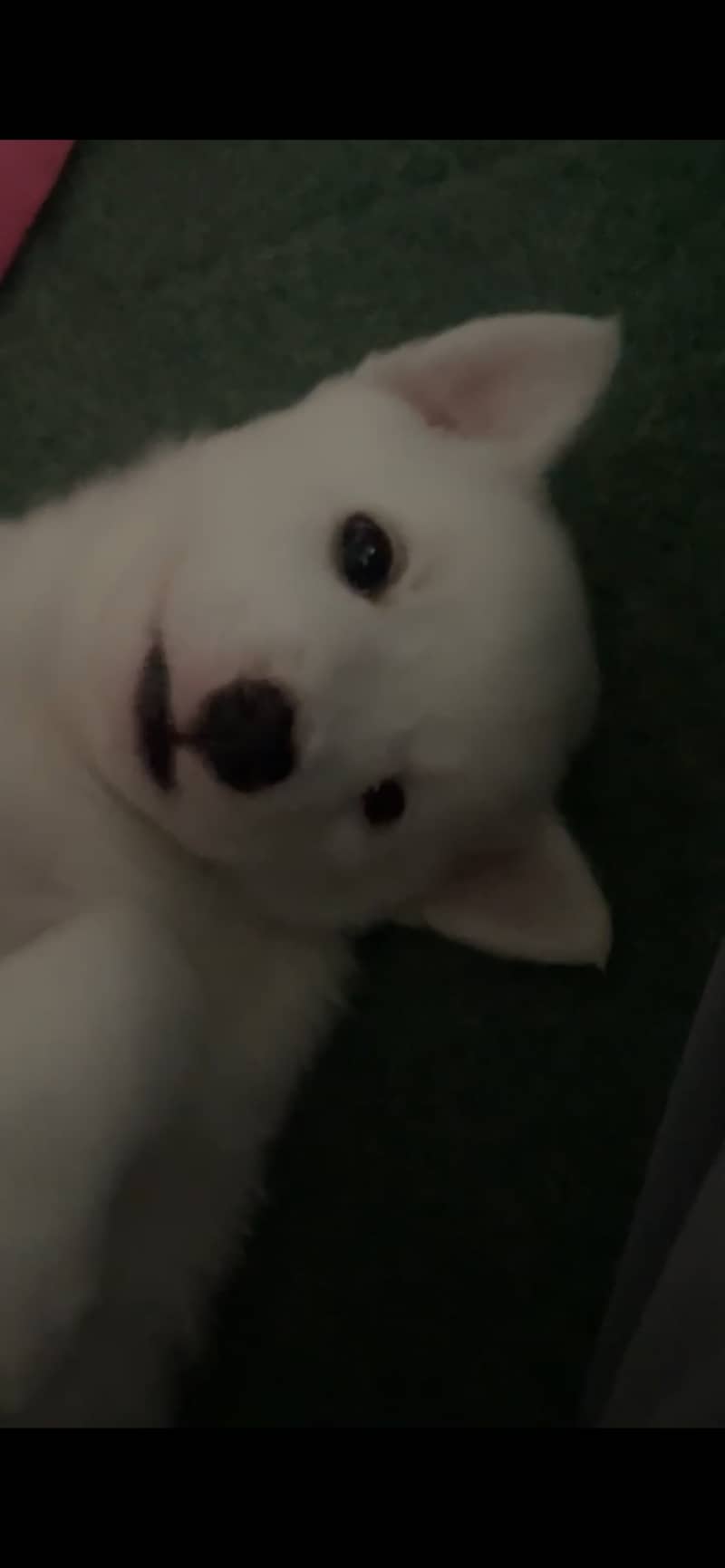 SPITZ 1