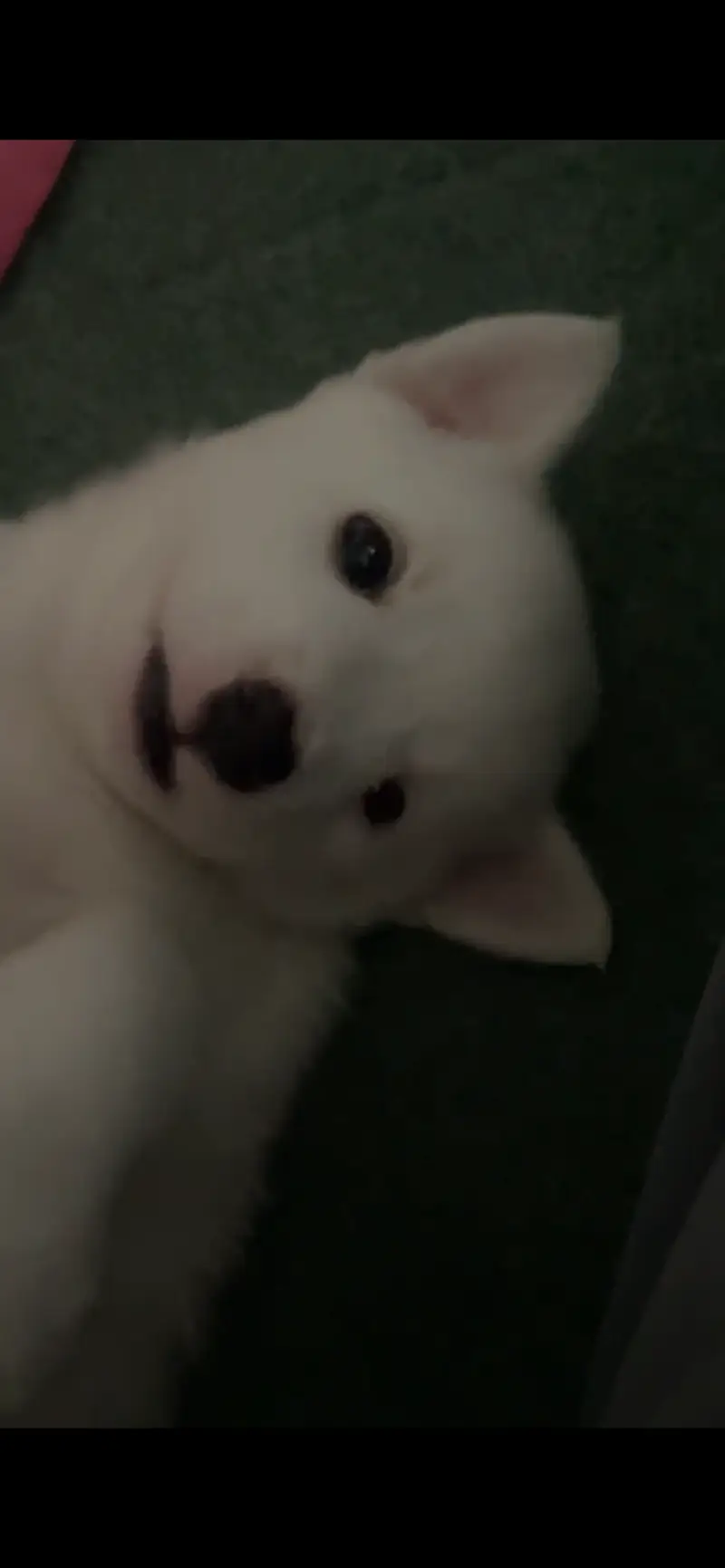 SPITZ — photo 2