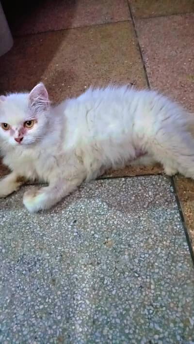 beautiful cat with one baby