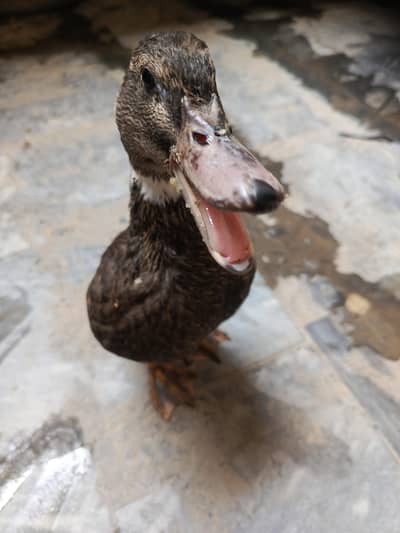 Duck 6 month