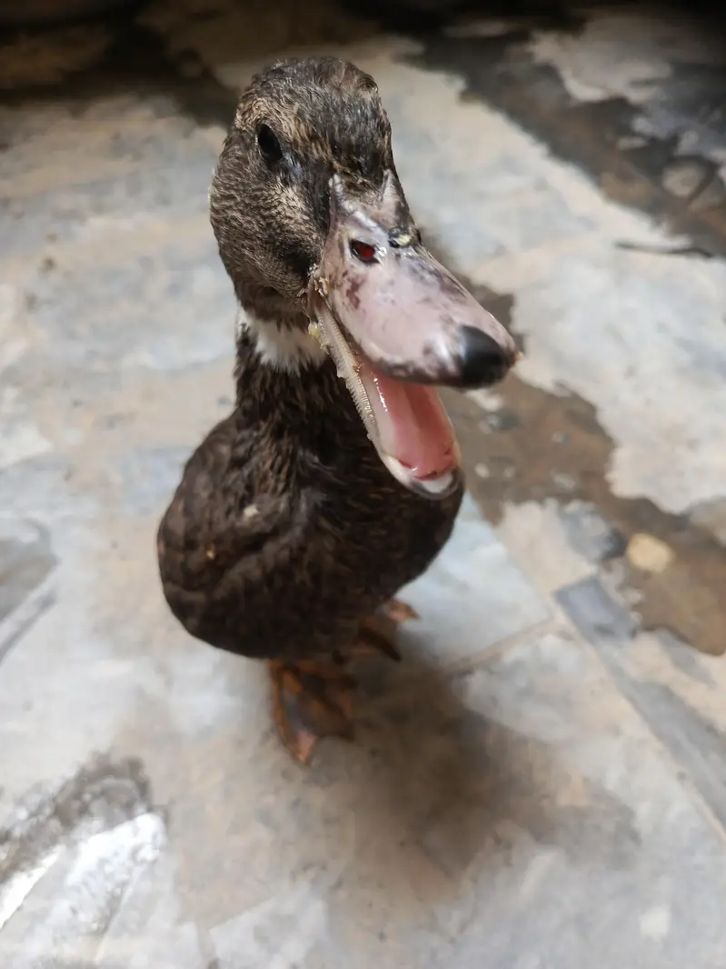 Duck 8 month