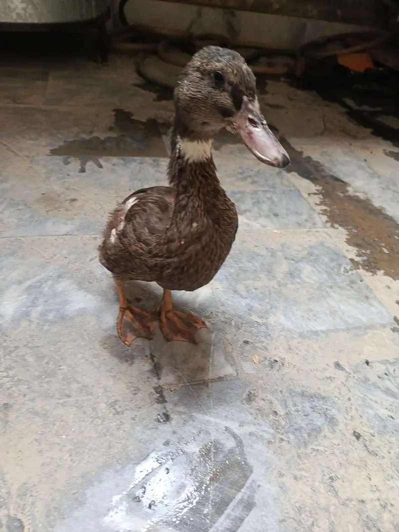 Duck 8 month — photo 2
