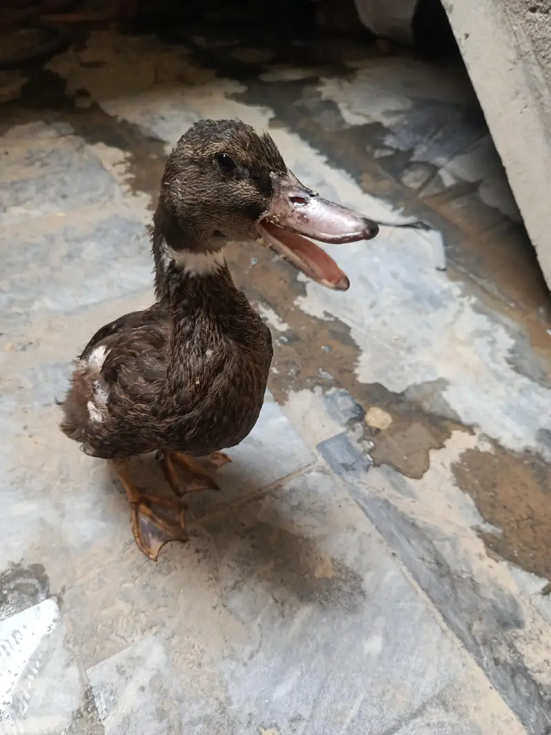 Duck 8 month — photo 3
