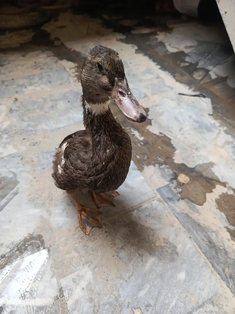Duck 8 month — photo 4