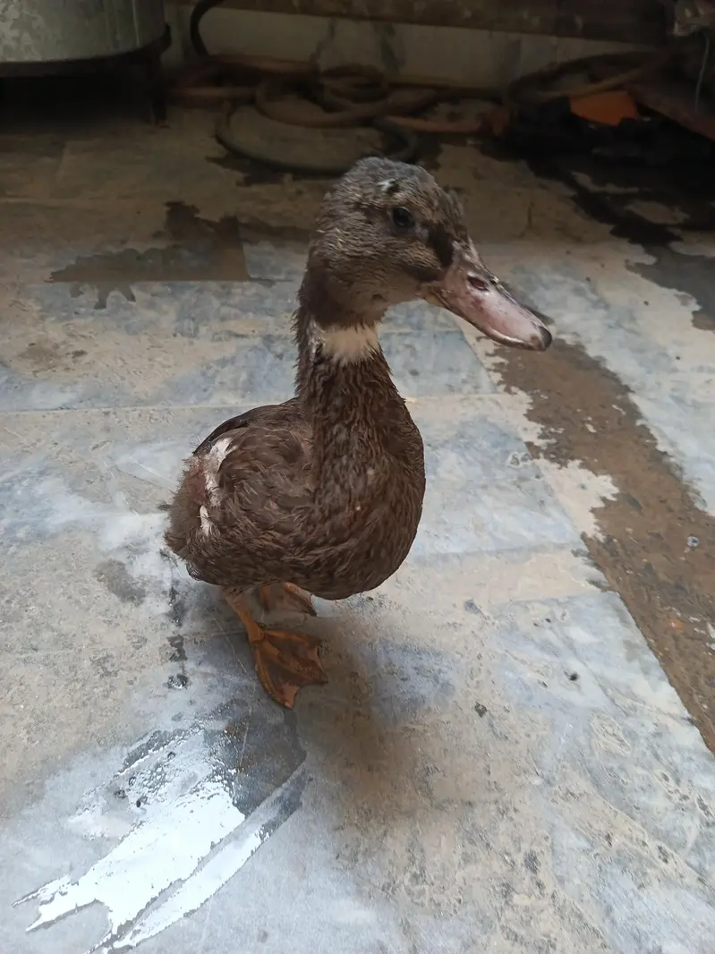 Duck 8 month — photo 5