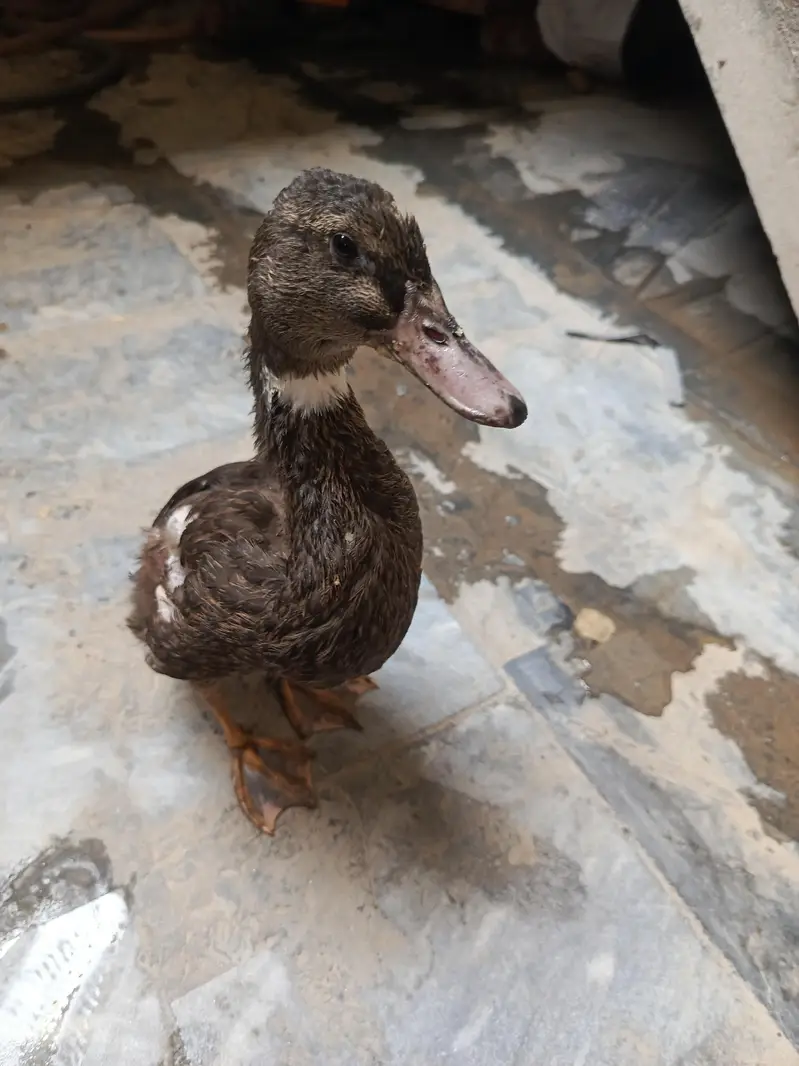 Duck 8 month — photo 6