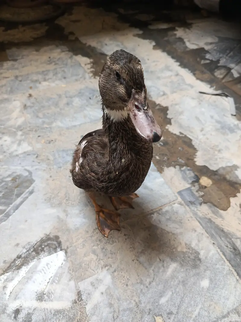 Duck 8 month — photo 7