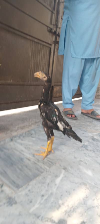 aseel male for sale