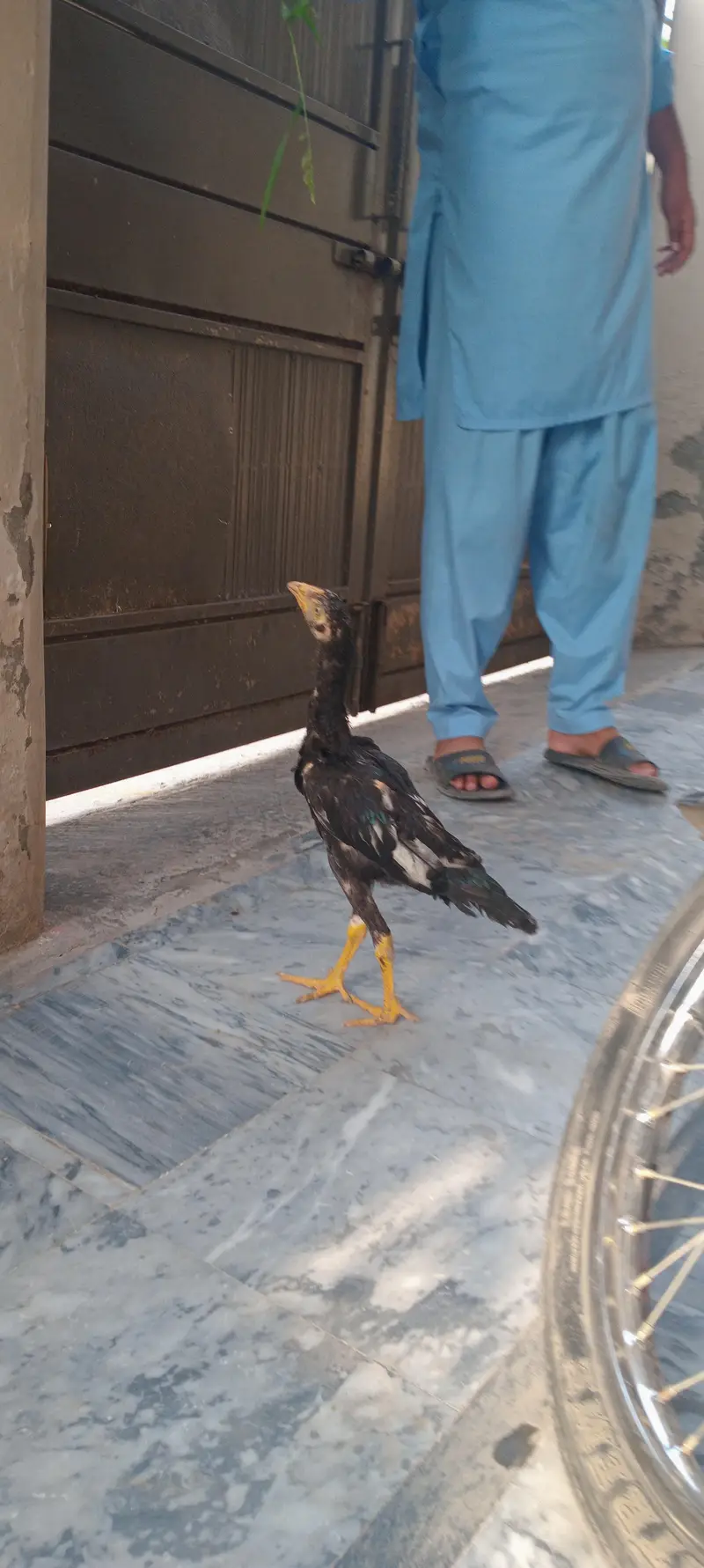 aseel male for sale — photo 2