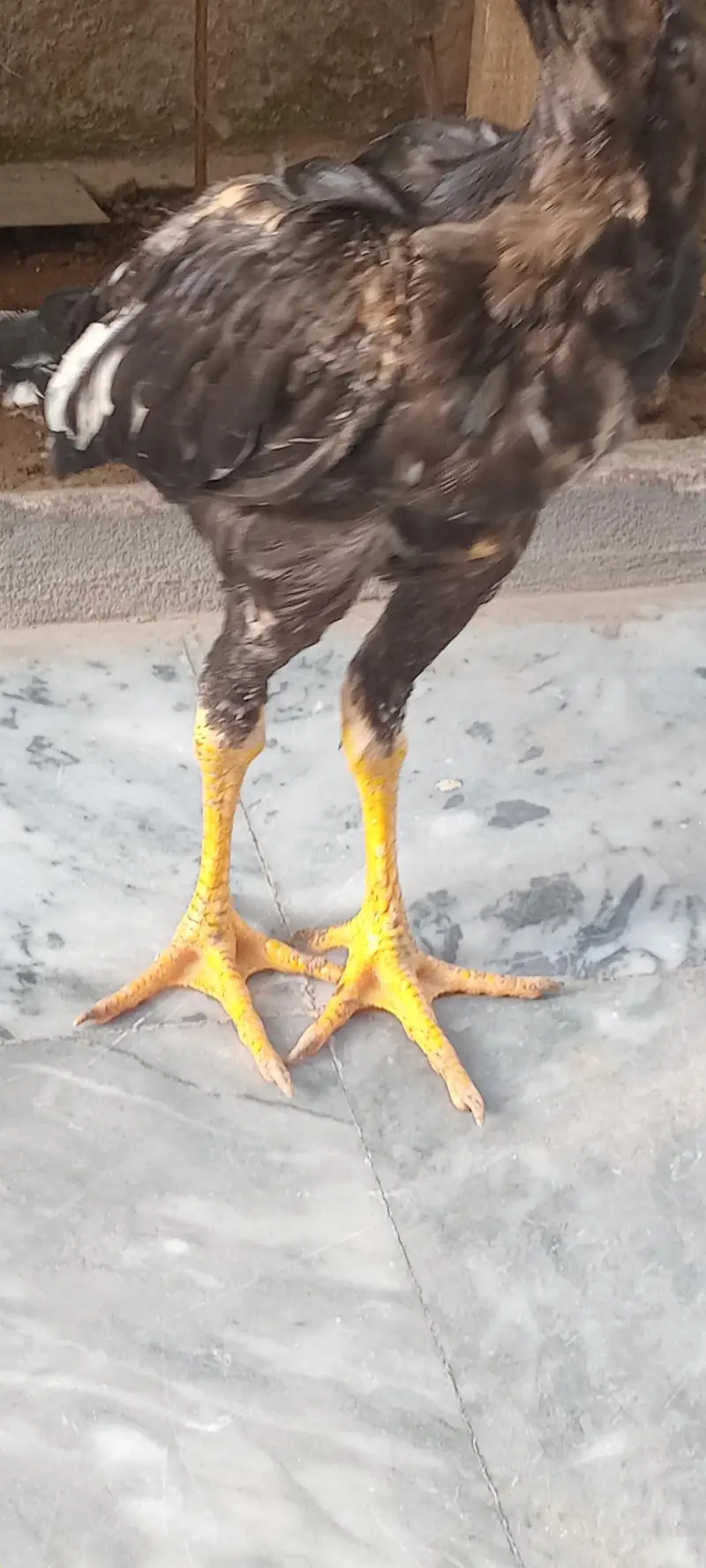 aseel male for sale — photo 3