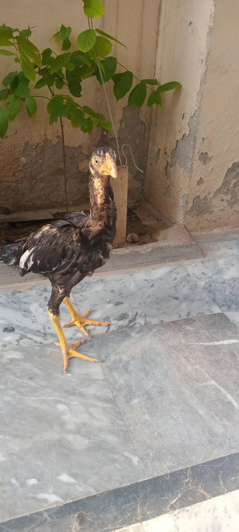 aseel male for sale — photo 4