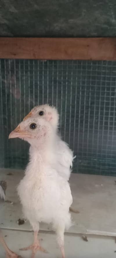 3 desi chicks for sale