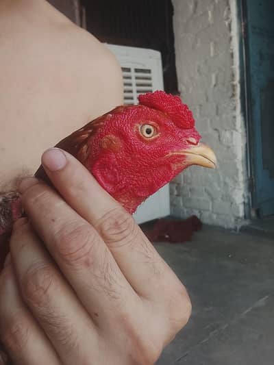 pure mianwali aseel pair sale  exchange