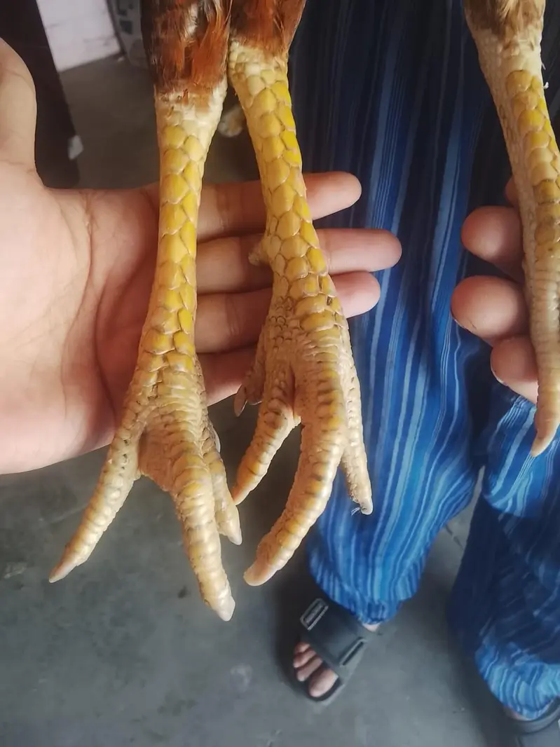 pure mianwali aseel pair sale  exchange — photo 3