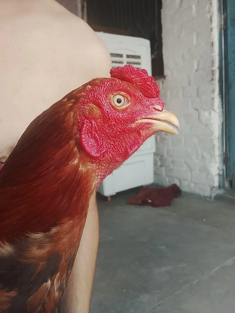 pure mianwali aseel pair sale  exchange — photo 4
