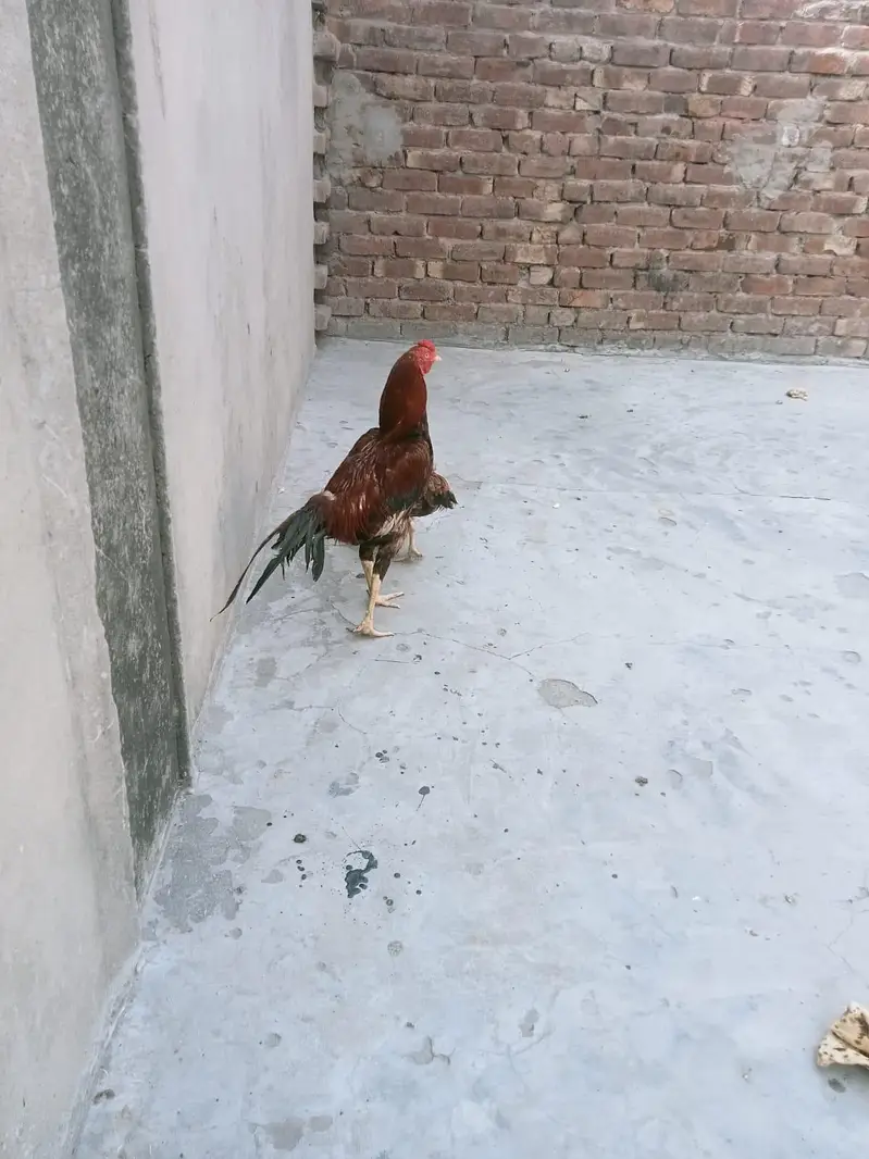 pure mianwali aseel pair sale  exchange — photo 5