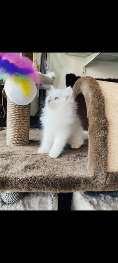 persian cat for sale MywatsapppNumber 0309-37-13-771