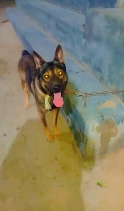 german shepherd for sale