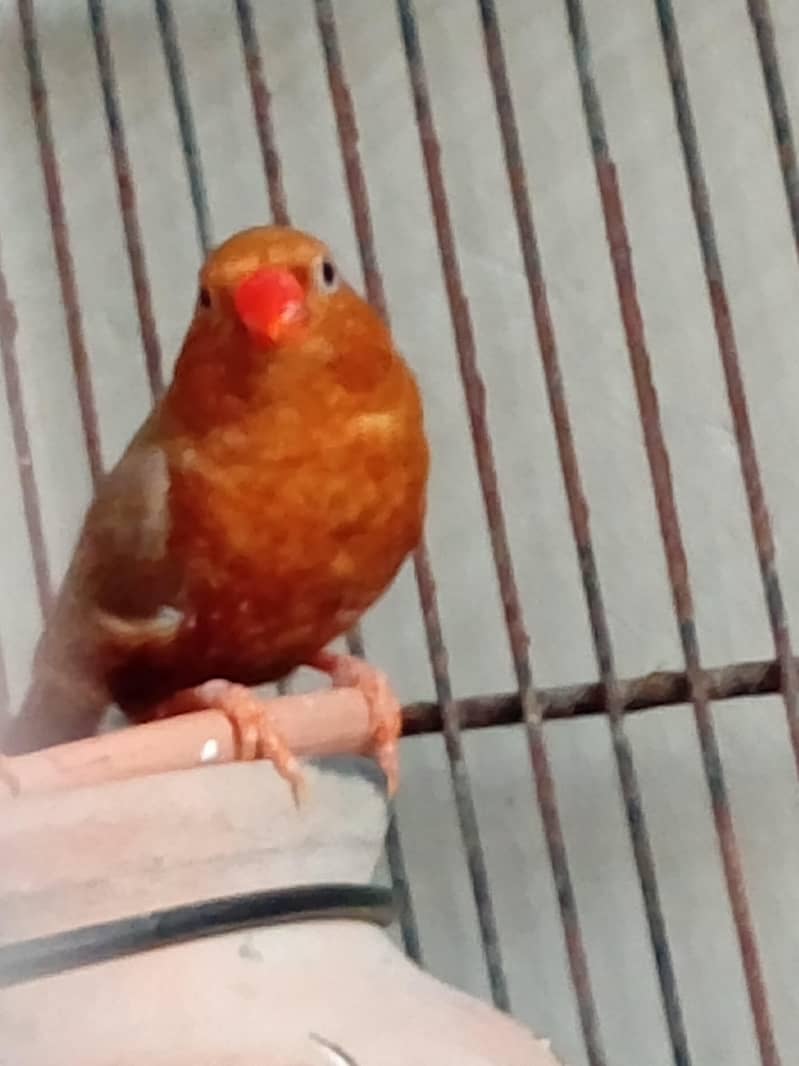 finches orange and java 0